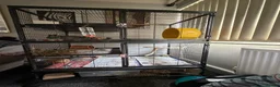 Chinchilla rodents for sale: 2 year old chinchilla in Leeds - Advert 8