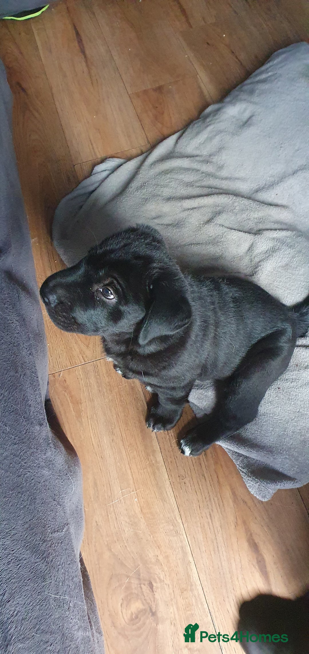 Mixed Breed dogs for sale: 3 beautiful bitches - Image 4