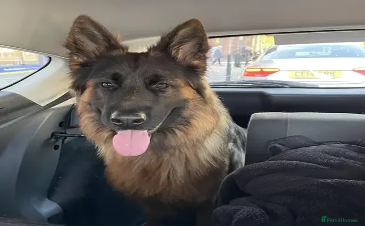 German Shepherd dogs - Advert 14