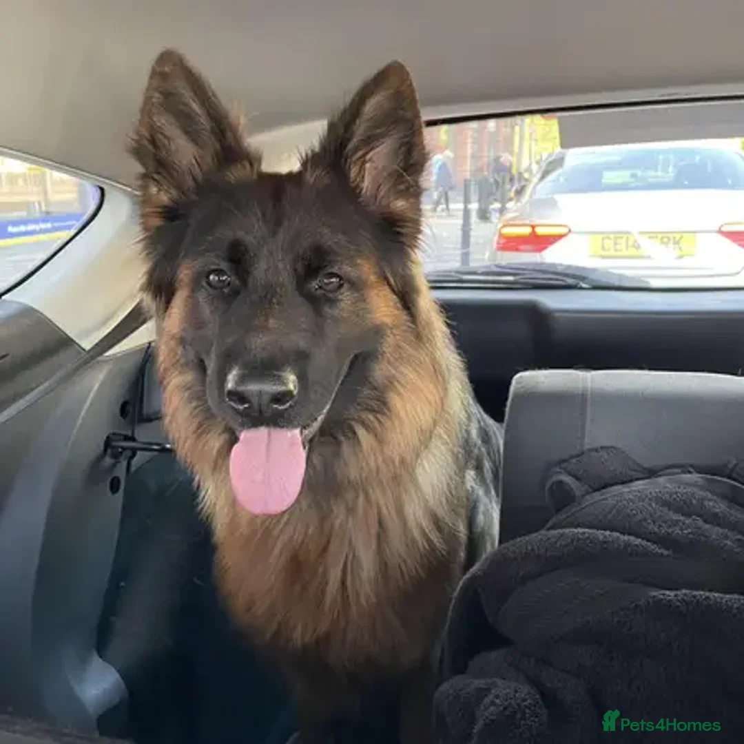 German Shepherd dogs for sale: germen Shepard  - Image 1