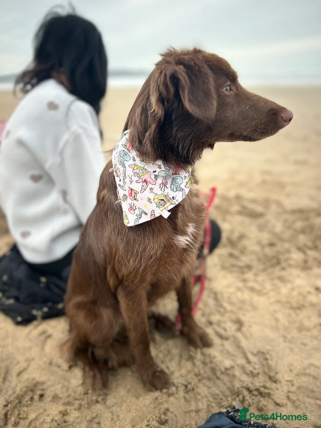 Mixed Breed dogs for sale: Bear 🐻  - Advert 2