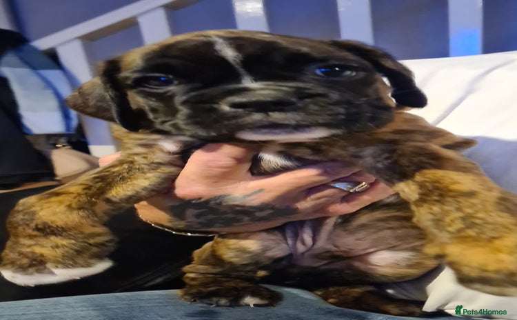 Boxer dogs - Advert 2