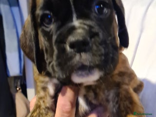 Boxer dogs - Advert 2