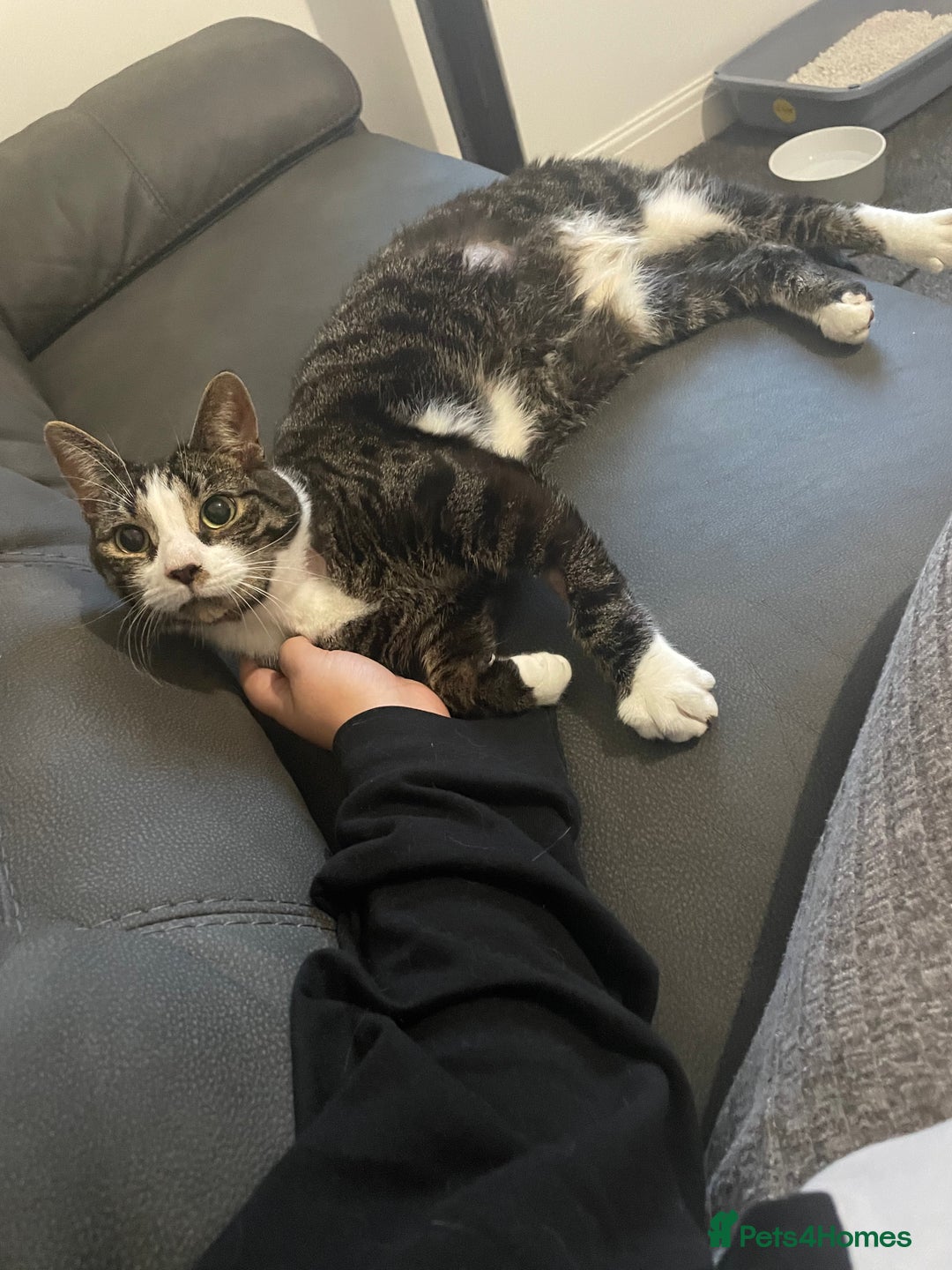 British Shorthair cats for sale: Two brothers 5 years old  - Advert 2