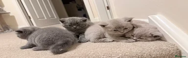 British Shorthair 1