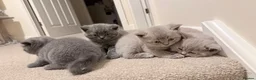 British Shorthair cats for sale: 🐾 British Shorthair Kittens for Sale 🐾 - Advert 10