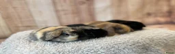 Mini Lop rabbits for sale: 🐰Gorgeous mini lops🐰 - Advert 7