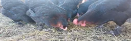 Hens poultry for sale: Pol Pure Breed Copper Marans - Advert 8