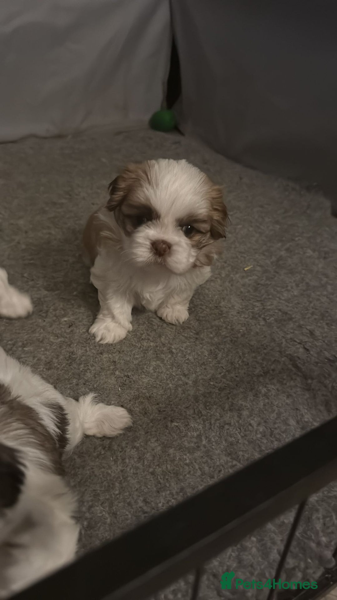 Mixed Breed dogs for sale: 4 beautiful little puppies chihuahua/shih tzu X - Advert 38