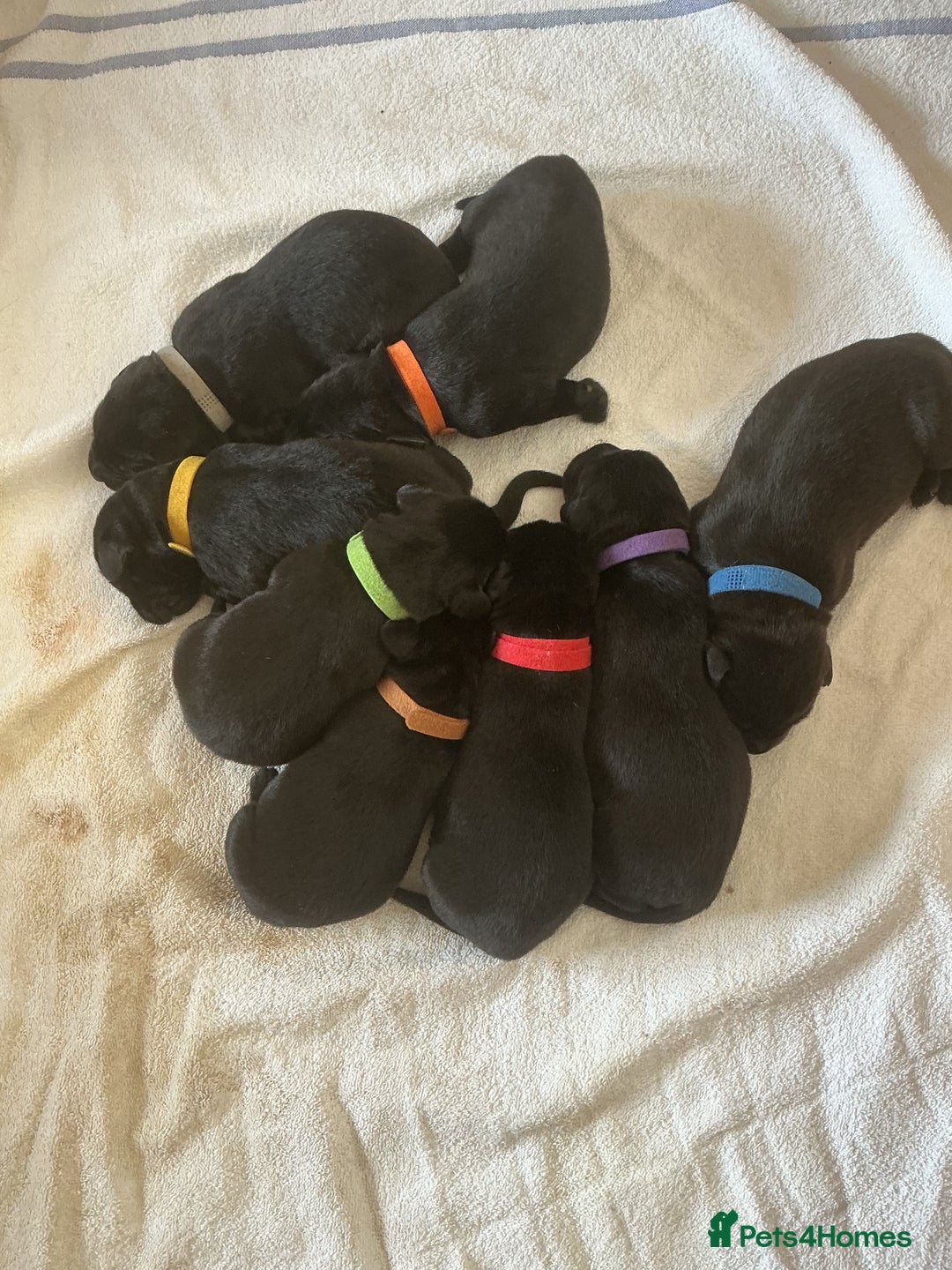 Labrador Retriever dogs for sale: KC registered Black Lab pups - Image 10