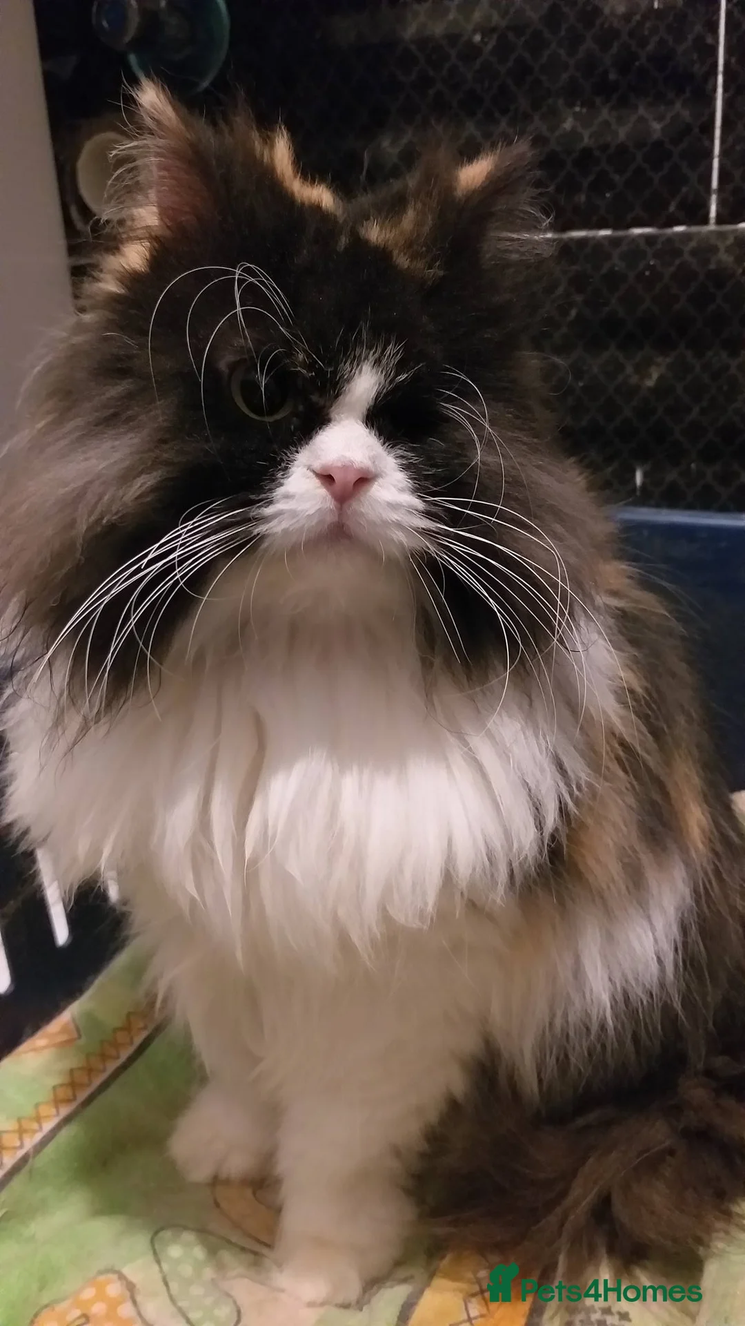 Mixed Breed cats for adoption: Fluffy and unique Olivia loves cuddles - Advert 2