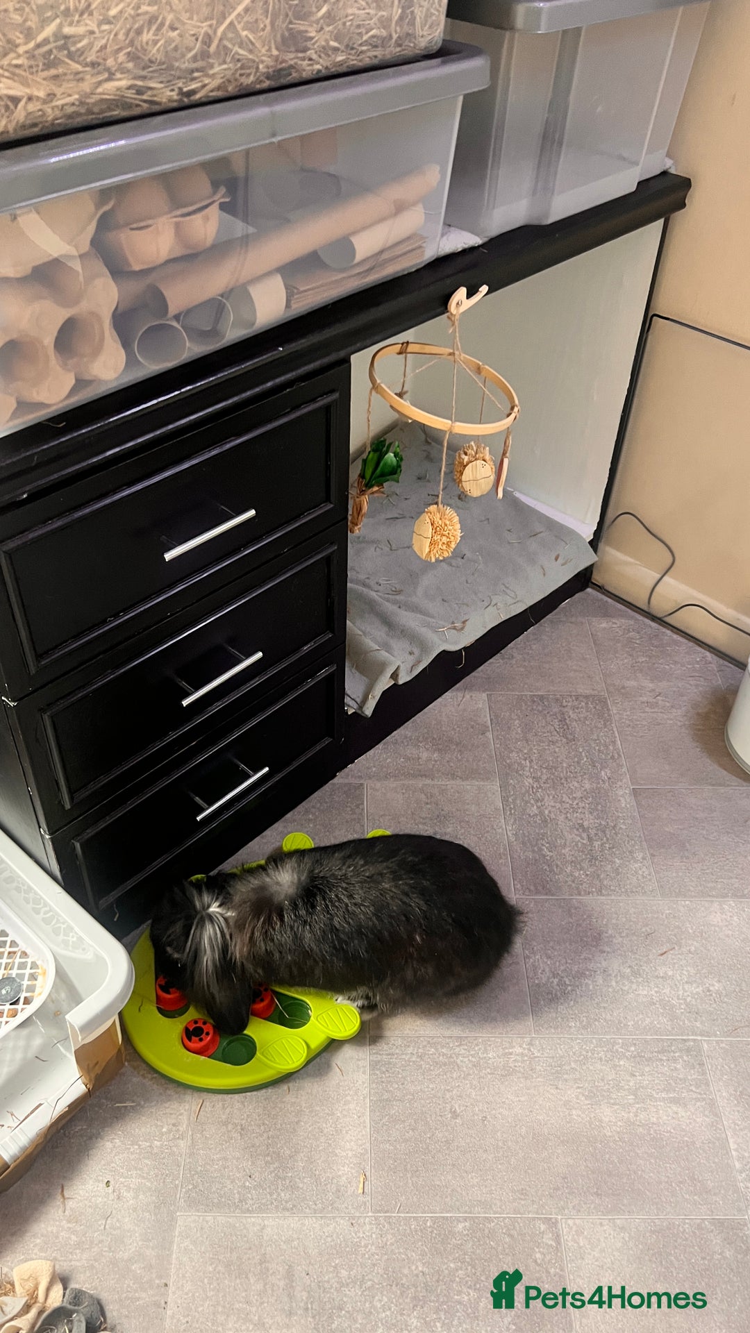 Mini Lion Lop rabbits for sale: 1 Year Old Neutered Male Mini Lionhead Rabbit  - Image 12