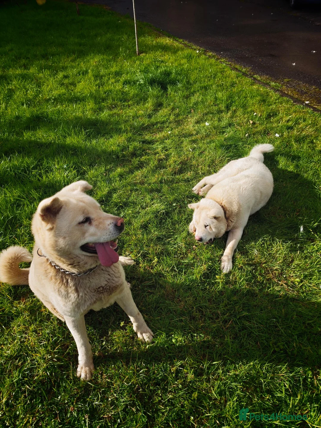 Japanese Akita Inu dogs for sale: Japanese Akita Inu  in Dungannon - Advert 5