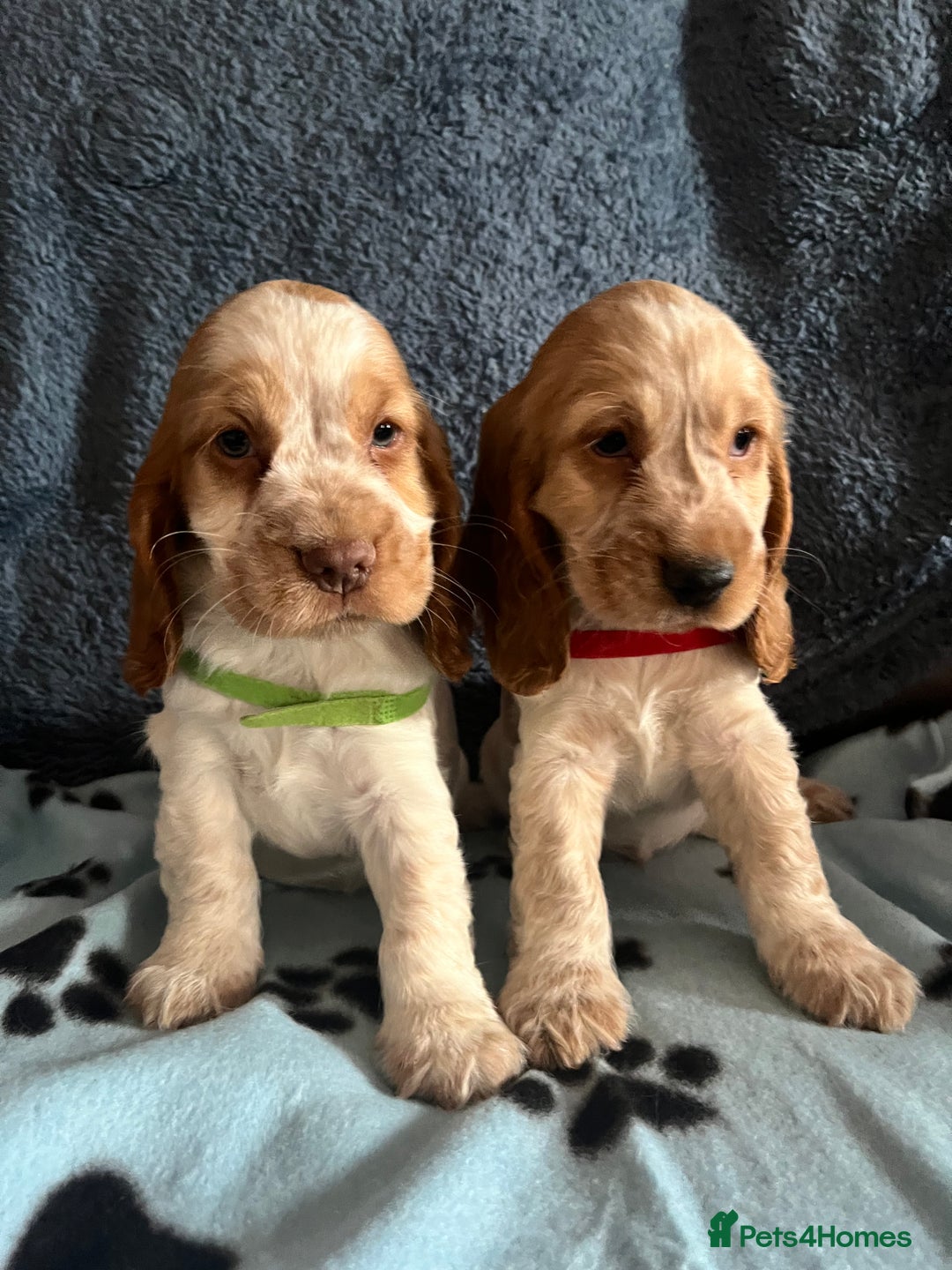 Cocker Spaniel dogs for sale: Stunning show type cocker spaniel puppies  - Image 17