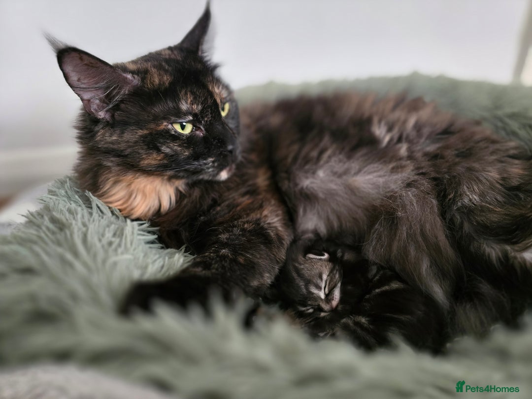 Maine Coon cats for sale: Adorable Maine Coon Boy looking for a Loving Home  - Advert 3