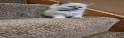 Ragdoll cats for sale: Ragdoll kittens  in Knottingley - Advert 12