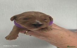 Cavapoo dogs for sale: Beautiful F1 cavapoos from health tested parents  - Image 9