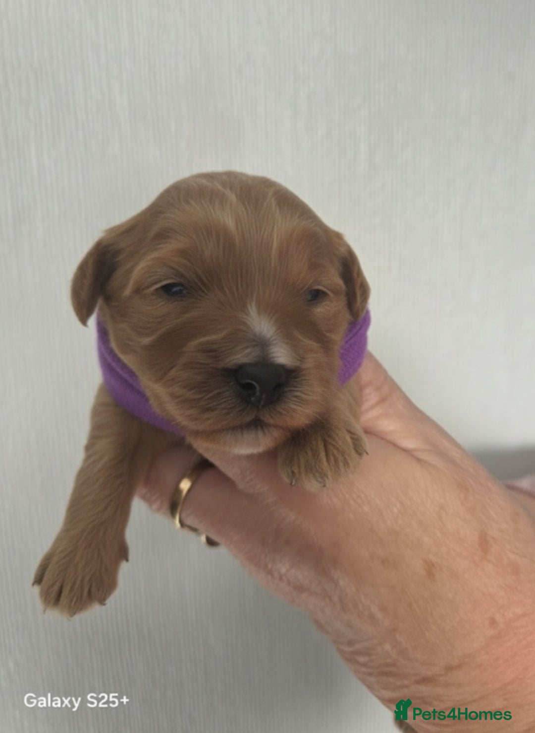 Cavapoo dogs for sale: Beautiful F1 cavapoos from health tested parents  - Image 9