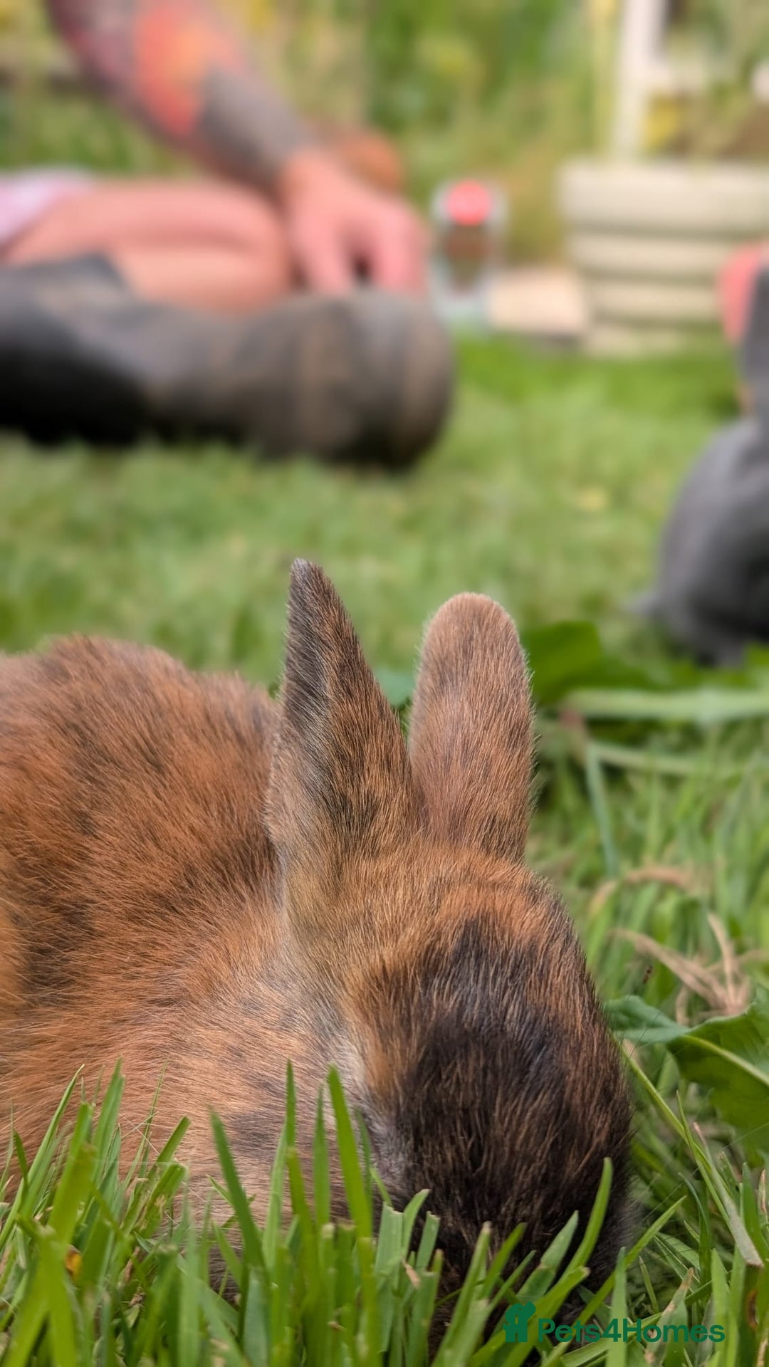 Rex rabbits for sale: Beautiful baby bunnies 8 weeks old - Image 8