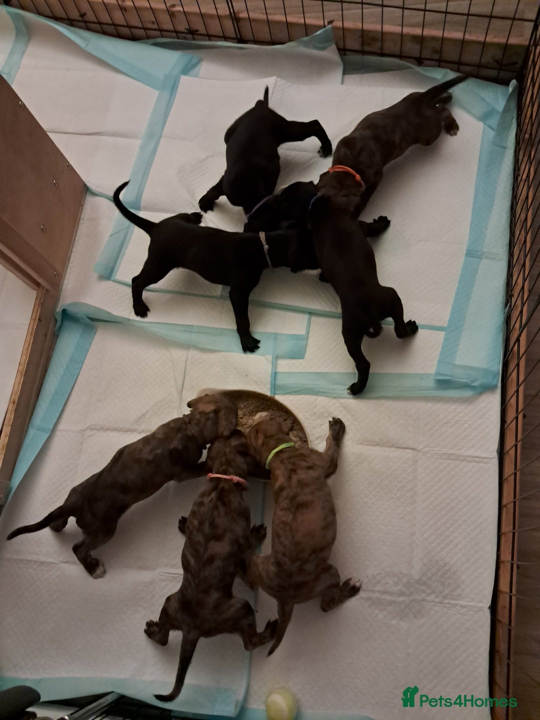 Mixed Breed dogs for sale: 5 whippador puppies for sale - Advert 4