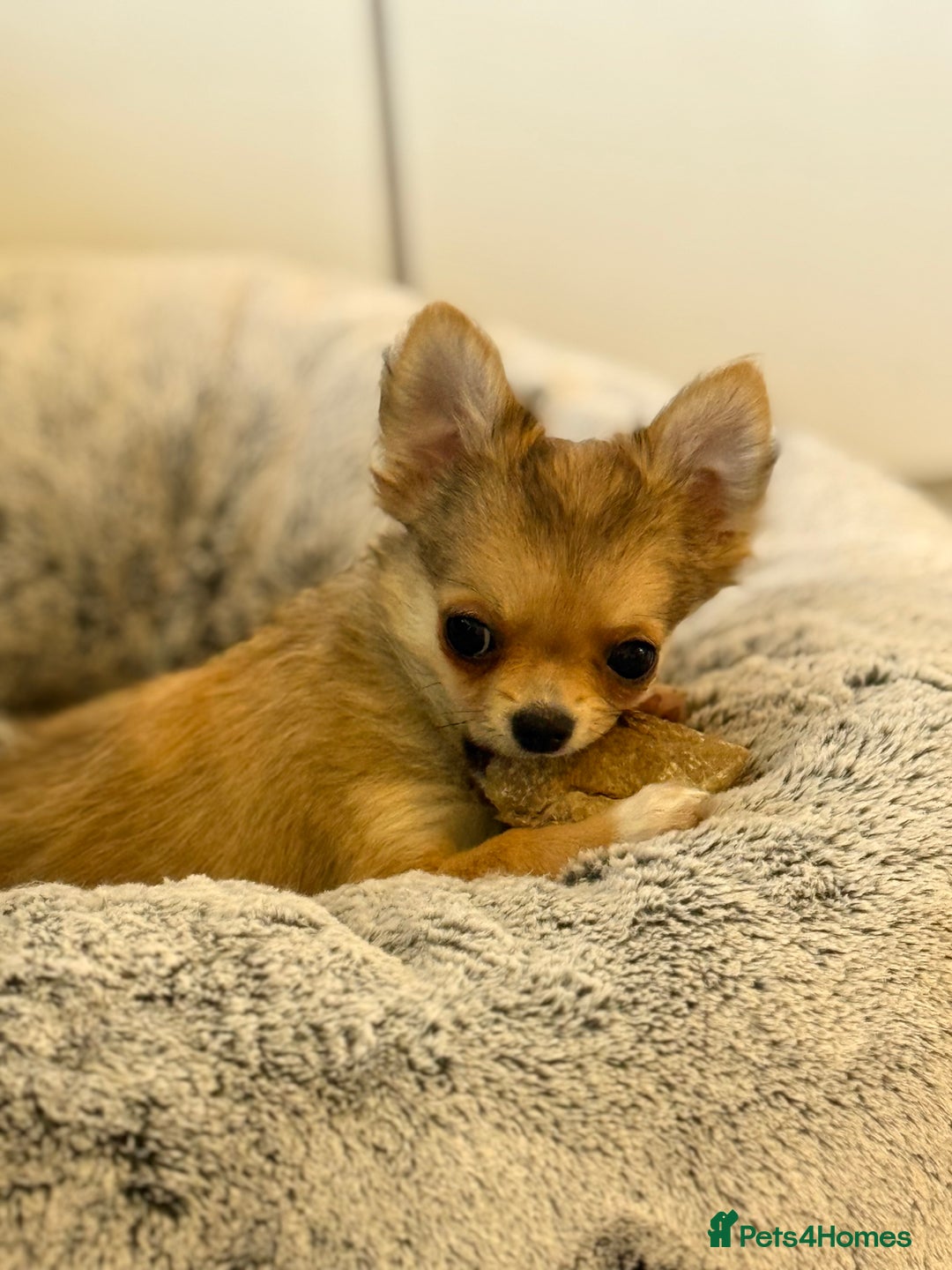 Chihuahua dogs for sale: Last show quality KC long coat Boy  - Advert 38