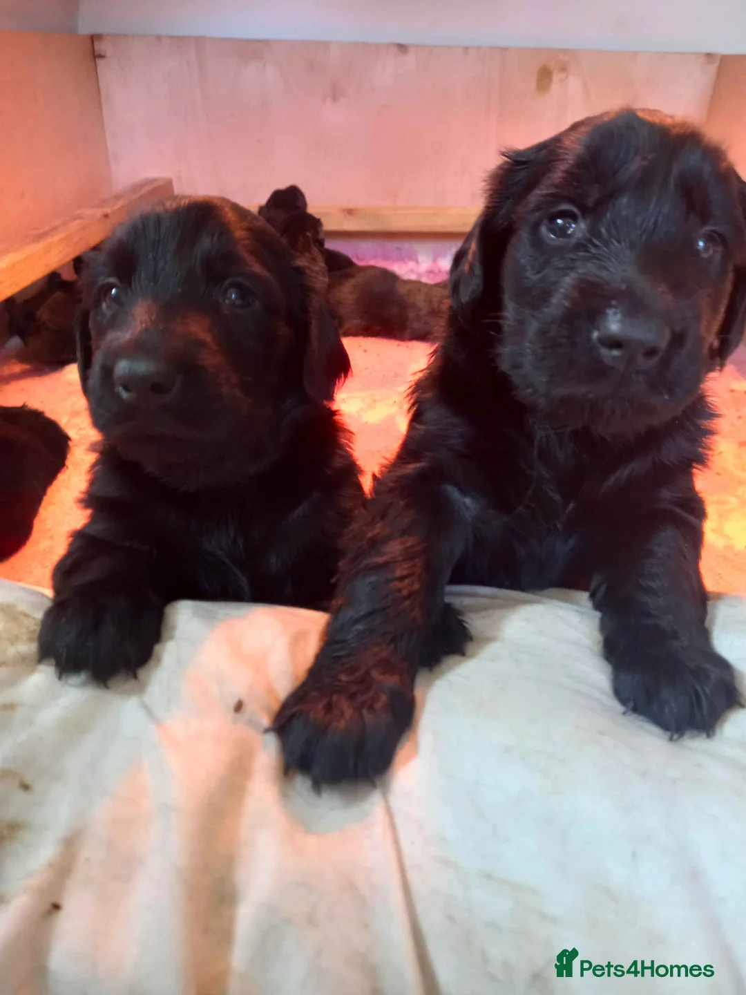 Flat coated Retriever dogs for sale: Litter of Lovely Flat Coat pups - Advert 2