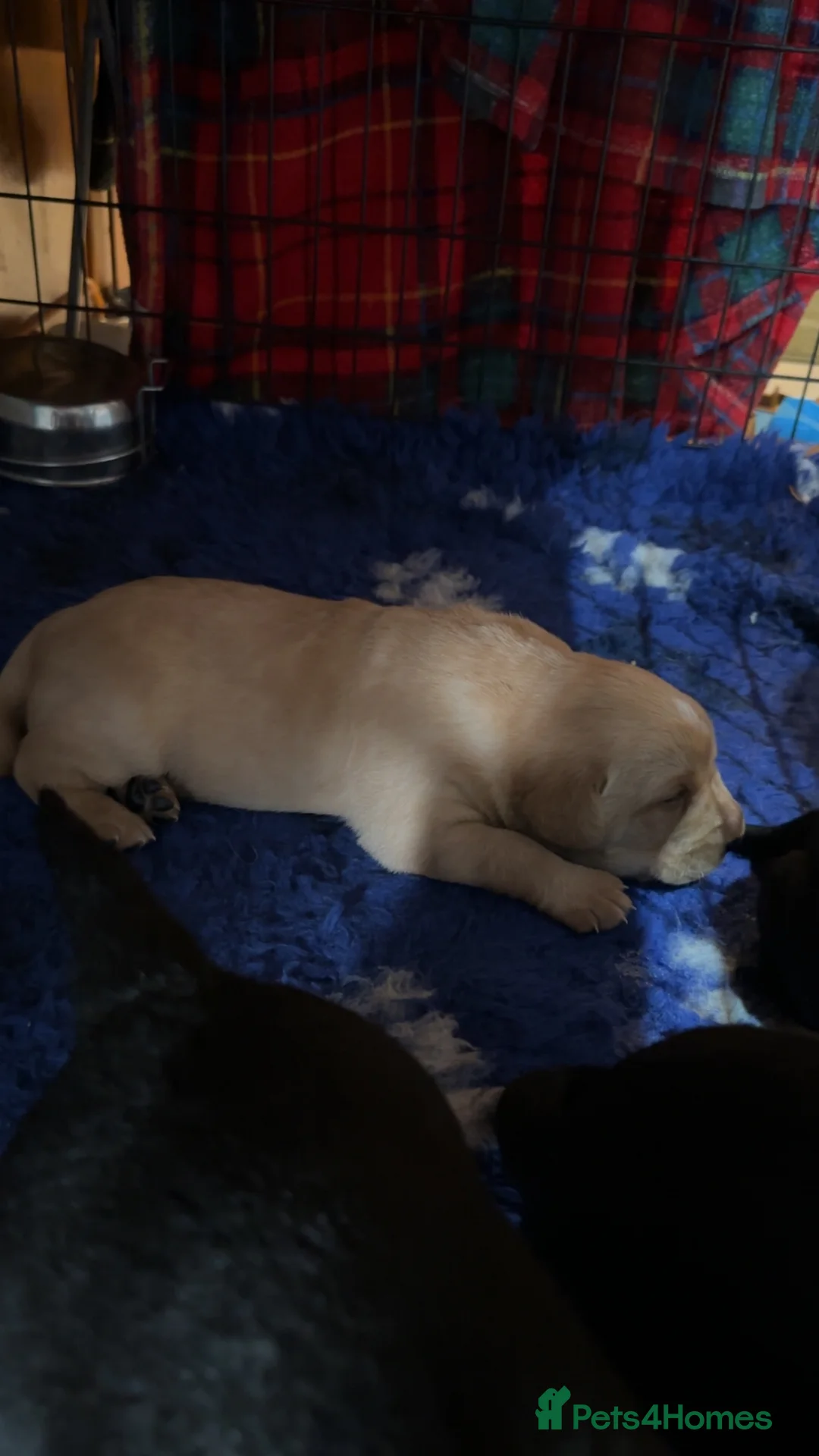 Labrador Retriever dogs for sale: Chunky Labrador puppies  - Advert 9