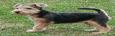 Lakeland Terrier 1