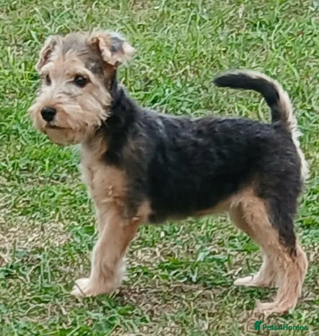 Lakeland Terrier dogs for sale: Lakeland terrier pup - Advert 10
