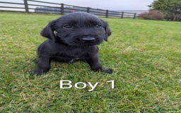 Mixed Breed dogs for sale: Pointer /Labrador puppies - Advert 2