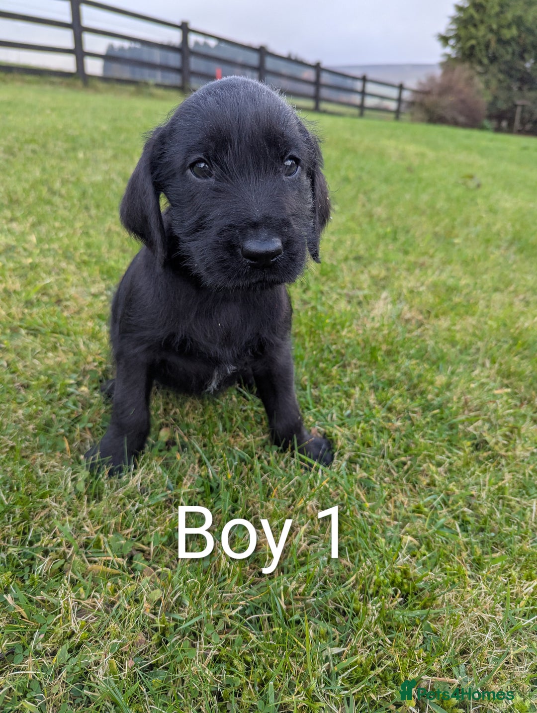 Mixed Breed dogs for sale: Pointer /Labrador puppies - Advert 2