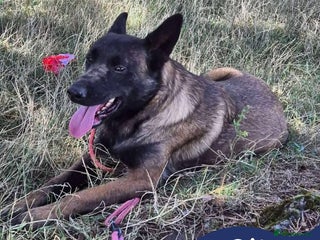 Mixed Breed dogs Meet Otis, currently residing in West Yorkshire - Advert 3