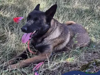 Mixed Breed dogs Meet Otis, currently residing in West Yorkshire - Advert 15