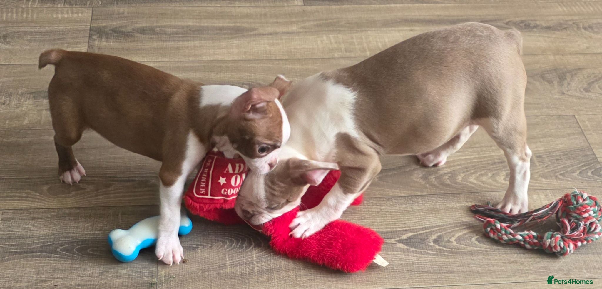 Boston Terrier dogs Ready now Stunning KC Boston Terrier puppies - Advert 1