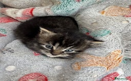 Mixed Breed cats for sale: Beautiful half Persian kittens - Image 11