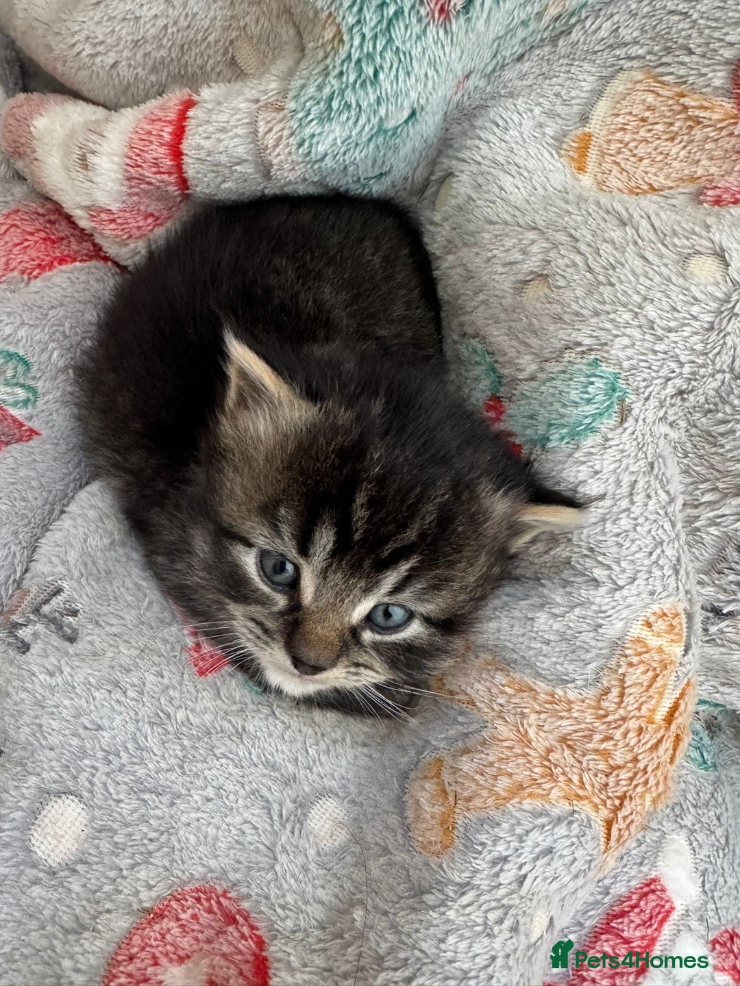 Mixed Breed cats for sale: Beautiful half Persian kittens - Image 11