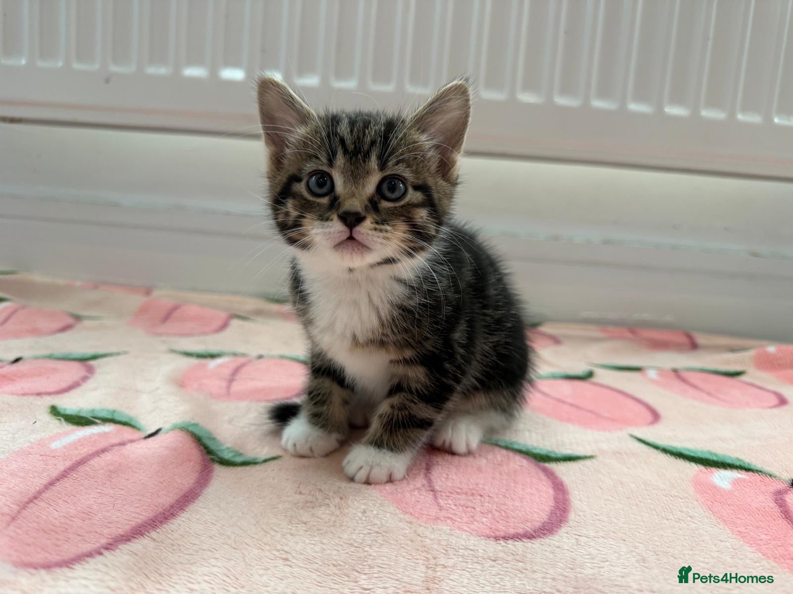 Mixed Breed cats 4 kittens boy and girl - Advert 8