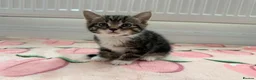 Mixed Breed cats for sale: 4 kittens boy and girl - Advert 1