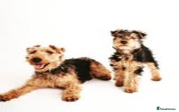 Welsh Terrier dogs for sale: Beautiful Champion Lines KC Welsh Terrier Puppies - Image 17
