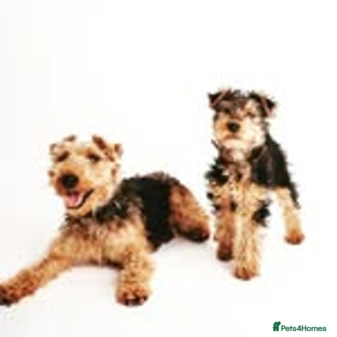 Welsh Terrier dogs for sale: Beautiful Champion Lines KC Welsh Terrier Puppies - Image 17