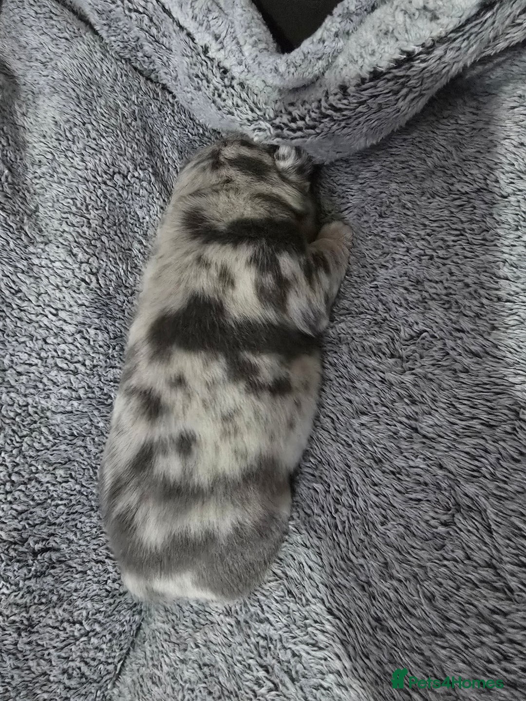 Pug dogs for sale: KC pug puppies  - Advert 6