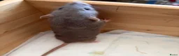 Rat rodents for sale: BEAUTIFUL BABY TAME RATS  - Advert 9