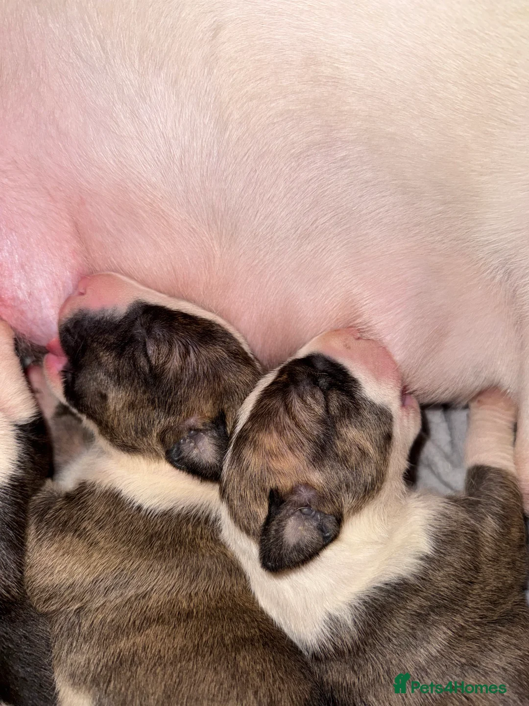 English Bull Terrier dogs for sale: Bull Terrier - Advert 2