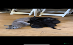 Russian Blue cats for sale: Beautiful Russian Blue x kittens READY NOW - Image 10