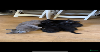 Russian Blue cats - Advert 2