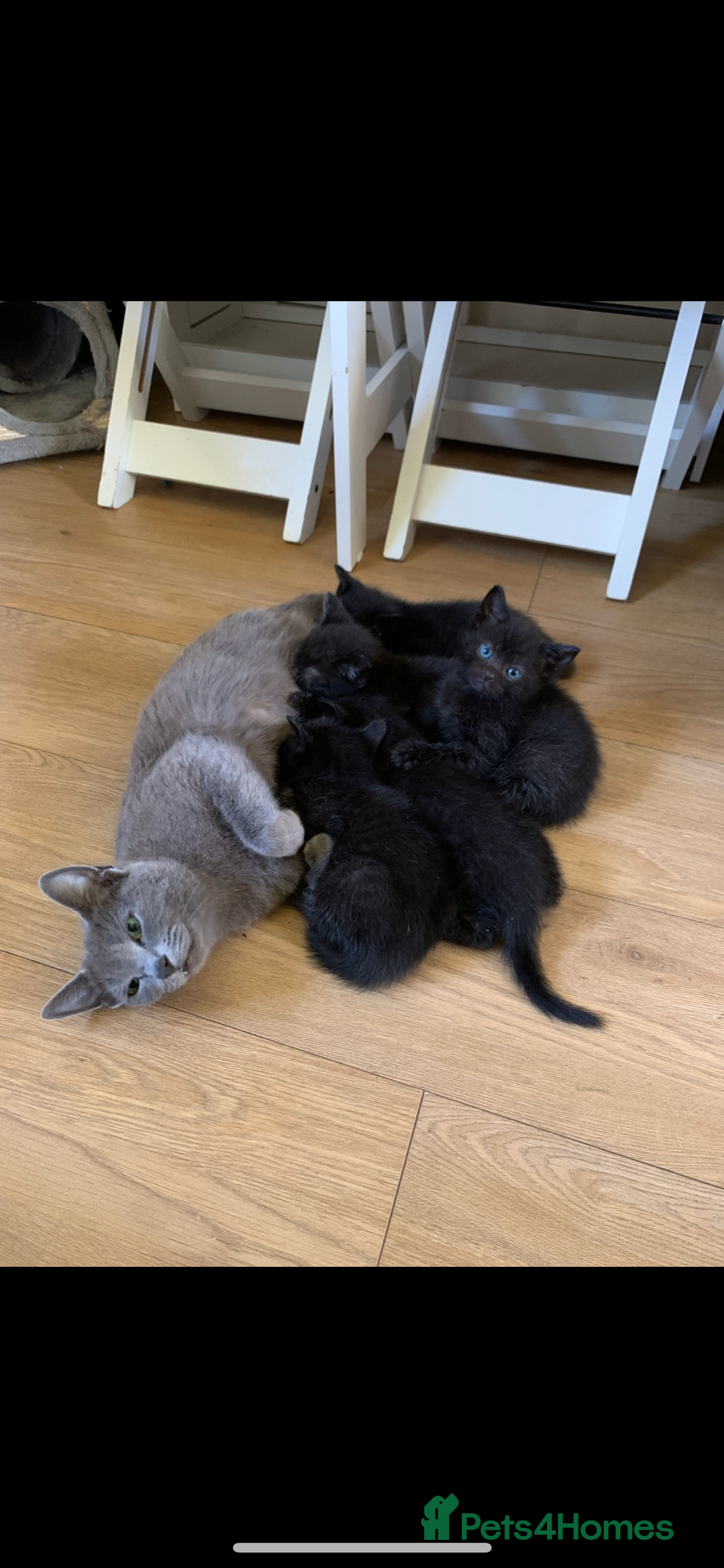 Russian Blue cats for sale: Beautiful Russian Blue x kittens READY NOW - Image 10