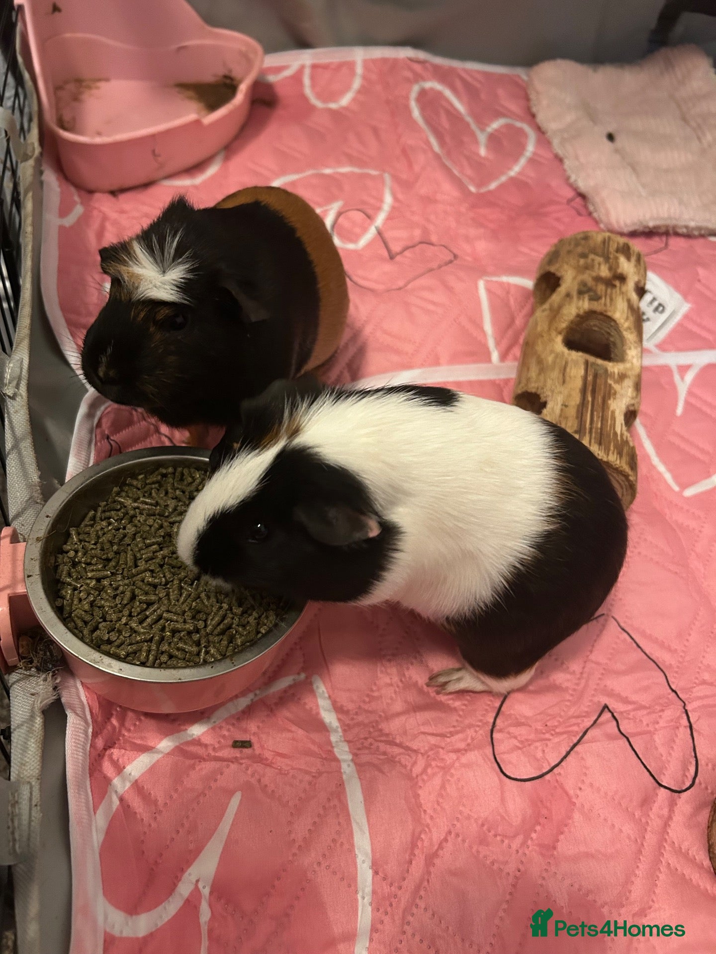 Guinea Pig rodents 2 female guinea pigs  - Advert 4