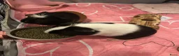Guinea Pig rodents for sale: 2 female guinea pigs  - Advert 1