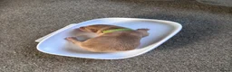 Labrador Retriever dogs for sale: Gorgeous labs  - Advert 4