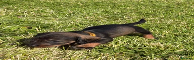 Dachshund Puppy yellow